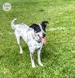 Photo of Rehoming Australian Shepherd/Blue Heeler cross  - 1