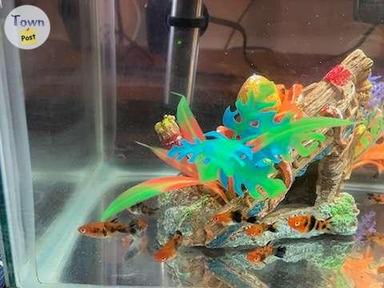 Photo of Juvenile Sanke Swordtails - 1