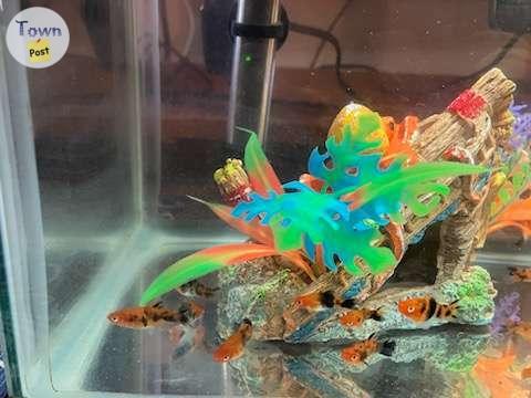 Photo of Juvenile Sanke Swordtails