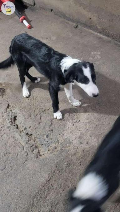 Photo of Border coulee puppies  - 1