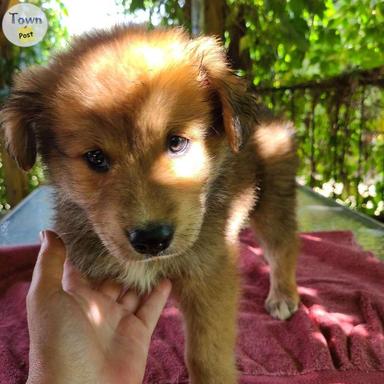 Photo of Brindle Australian Shepard puppies  - 2