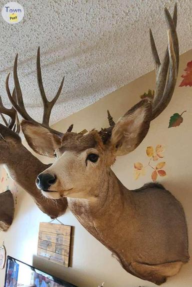 Photo of 3 Registered Deer Mounts w papers - 1