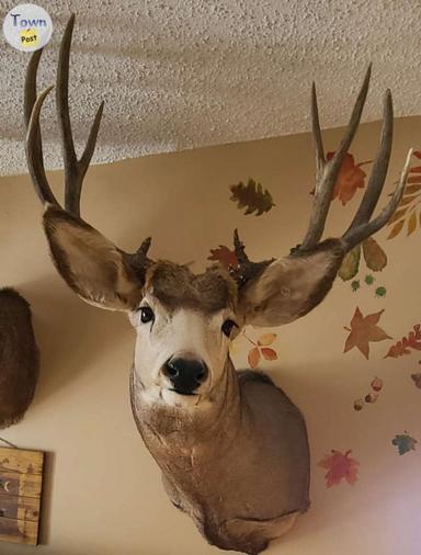 Photo of 3 Registered Deer Mounts w papers - 2