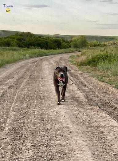 Photo of Pitbull/Corso STUD - 1