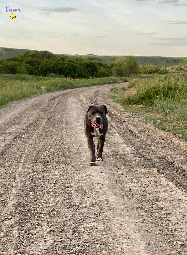 Photo of Pitbull/Corso STUD