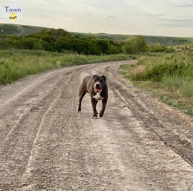 Photo of Pitbull/Corso STUD - 2