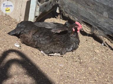 Photo of Laying Hens - 2