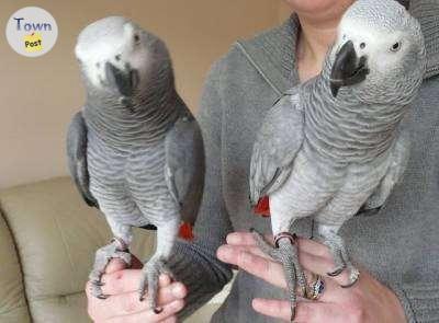 Photo of African Grey Parrots