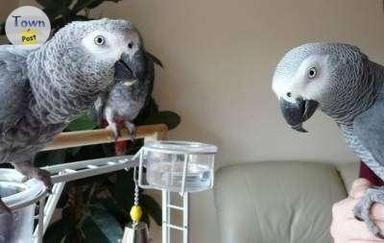 Photo of African Grey Parrots - 2