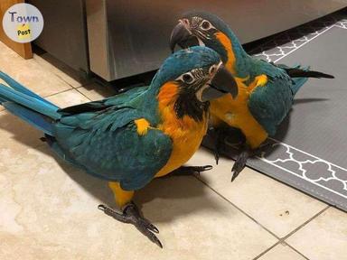 Photo of Blue and Gold Macaw Parrots - 1