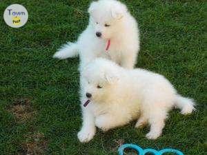 Photo of Samoyed Puppies - 1