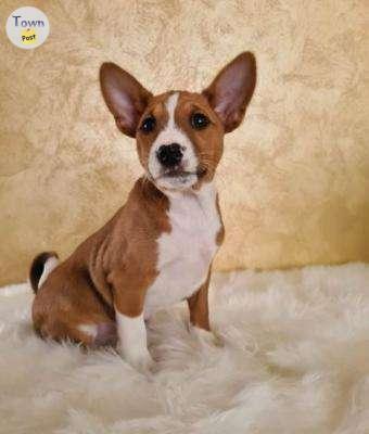 Photo of  Basenji Puppies