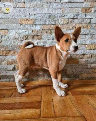 Photo of  Basenji Puppies - 2