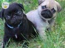 Photo of Black and Fawn Pug pups