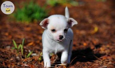 Photo of Chihuahua Puppies - 1