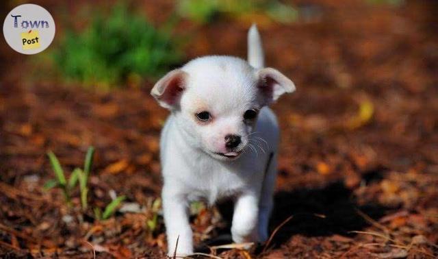 Photo of Chihuahua Puppies