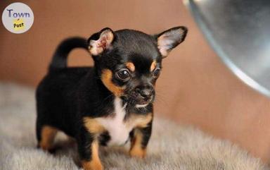 Photo of Chihuahua Puppies - 2