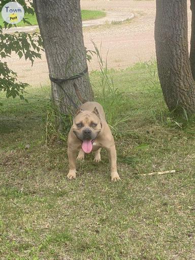 Photo of Pocket American Bully For Stud  - 1