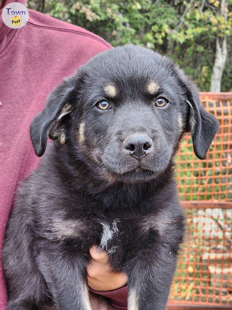 Photo of Two male puppies to rehome