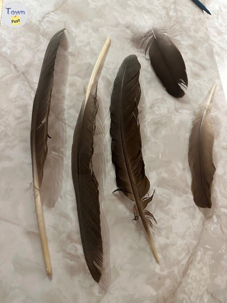 Photo of Authentic Eagle Feathers