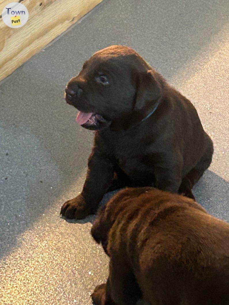 Photo of Purebred chocolate Labrador puppies