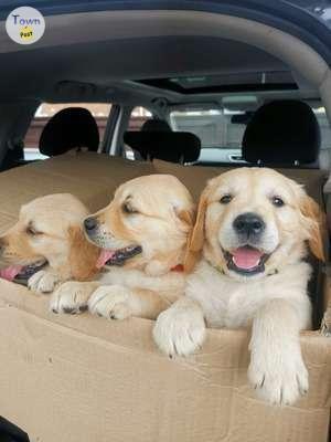 Photo of  Adorable Golden Retriever Puppies for Sale 