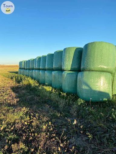 Photo of Hay For Sale - 2