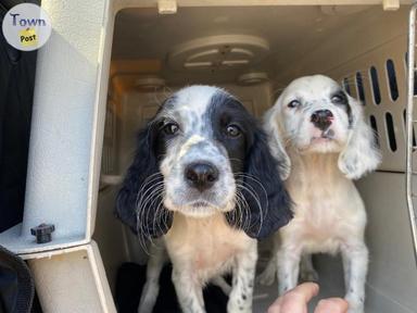 Photo of Llewellin Setter puppies - 1