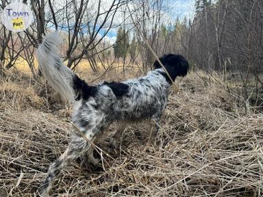 Photo of Llewellin Setter puppies - 2