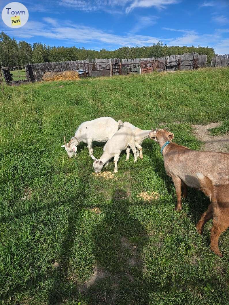 Photo of Goats and rosters