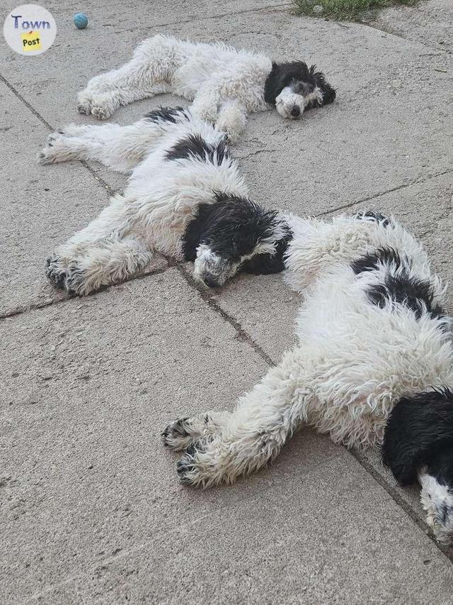 Photo of Golden doodle pups 