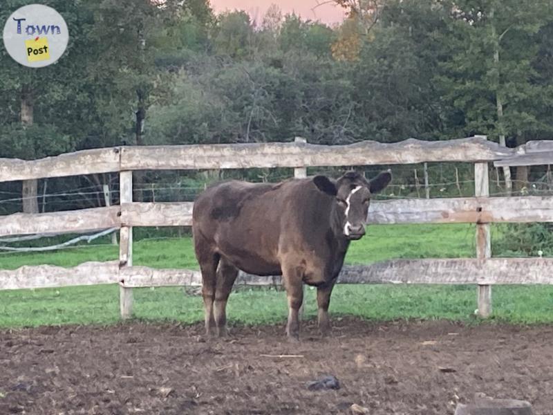 Photo of Lowline / angus cross heifer for sale