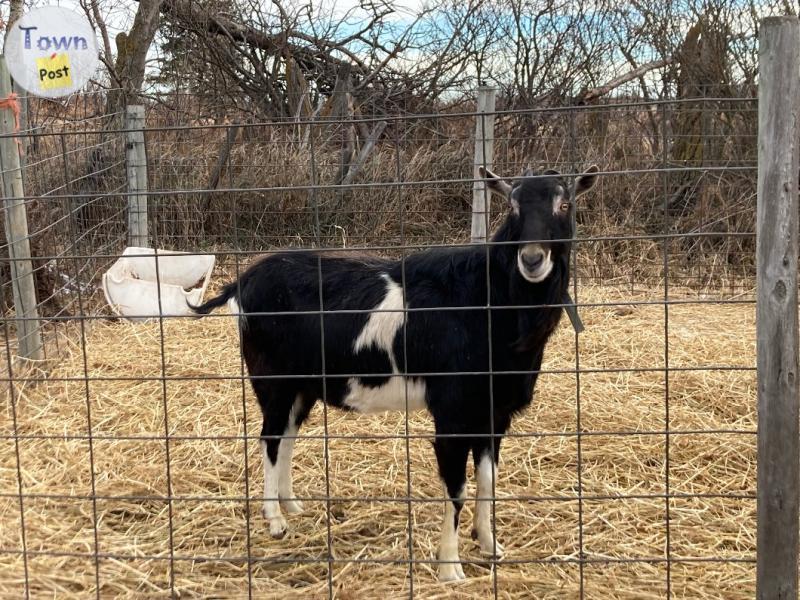 Photo of Toggenburg x Saanen buck for sale