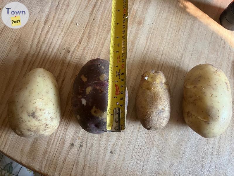 Photo of Garden potatoes