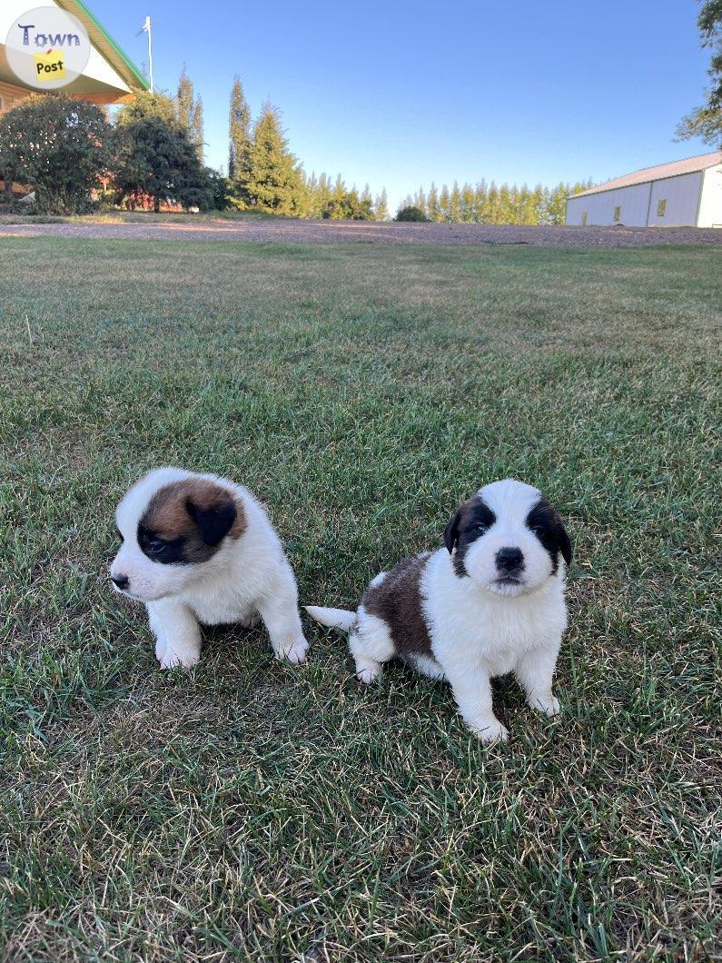 Photo of Purebred Saint Bernard puppies 