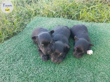 Photo of Schnorkie (Yorkshire Terrier/Mini Schnauzer puppies - 1