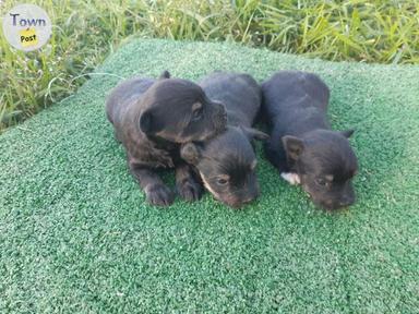 Photo of Schnorkie (Yorkshire Terrier/Mini Schnauzer puppies - 2