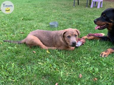 Photo of Rottweiler / Italian Mastiff - 2