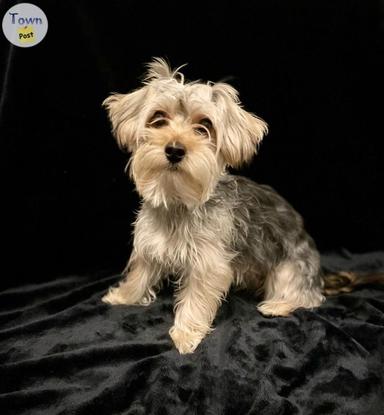 Photo of Morkie for Stud - 2