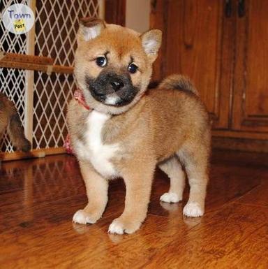 Photo of Shiba Inu puppies - 1