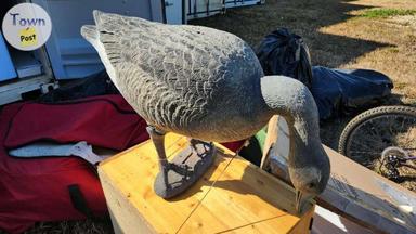 Photo of Goose decoys - 1