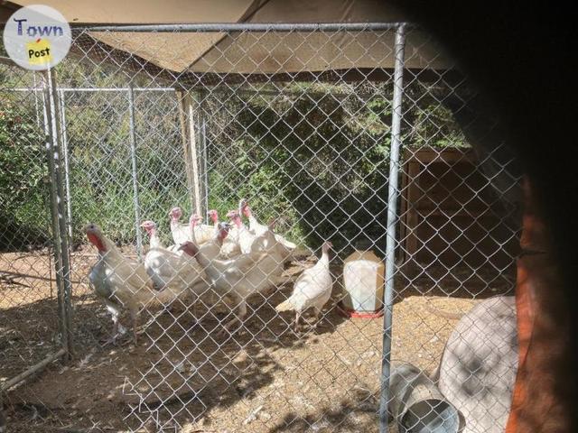 Photo of Live turkeys