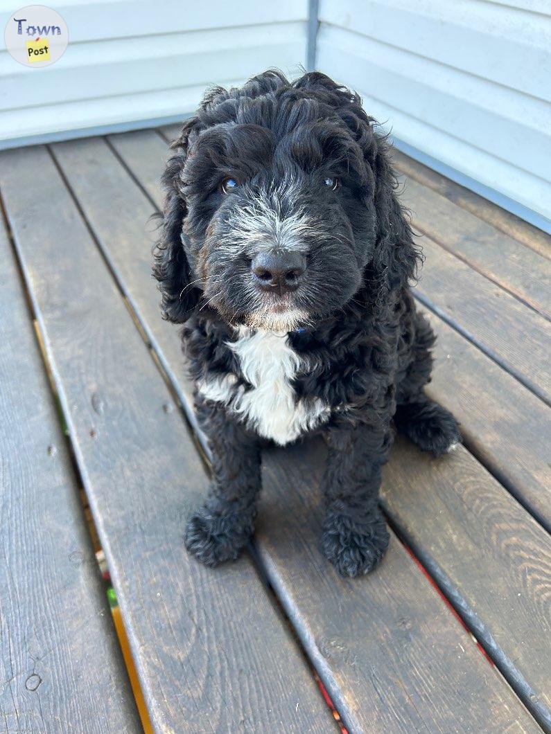 Photo of F1 Bernadoodle Puppies Ready to go! 