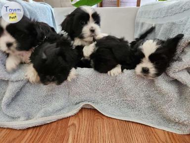 Photo of Shih tzu puppies for sale  - 1