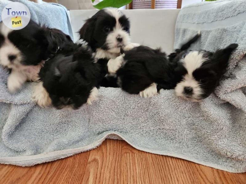 Photo of Shih tzu puppies for sale 