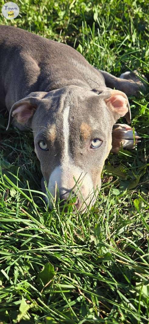 Photo of Beautiful Female American Bullies 