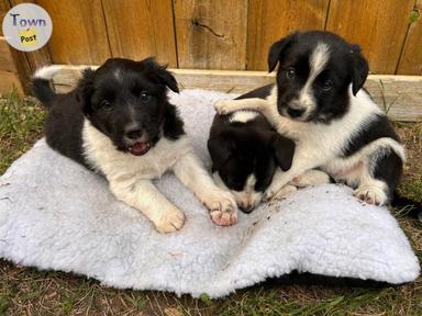 Photo of Border collie/Jack russell - 1