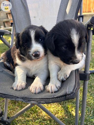 Photo of Border collie/Jack russell - 2