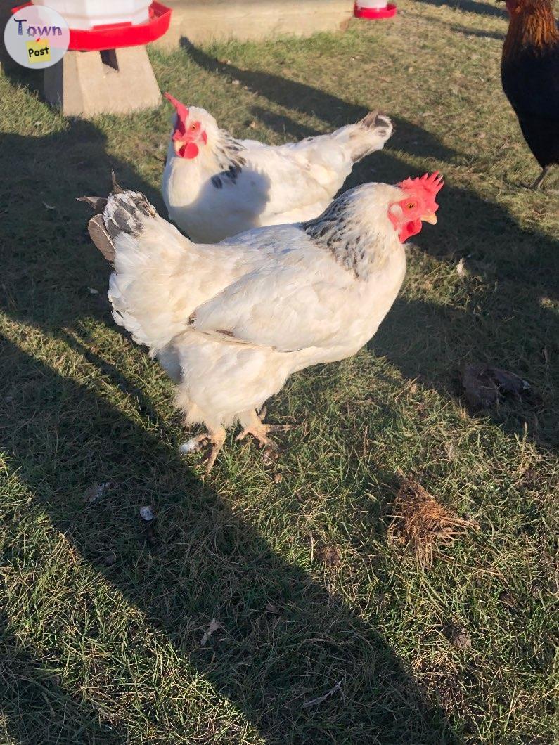 Photo of Columbian rock hens 