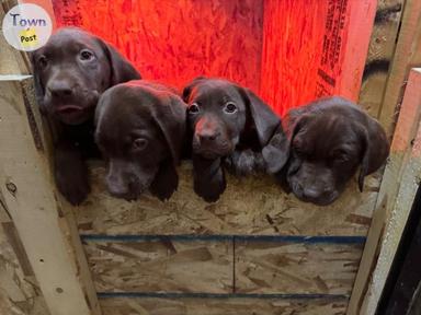 Photo of Chocolate lab puppies  - 1